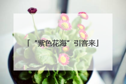 “紫色花海”引客来