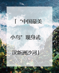 “中国最美小鸟”现身武汉新洲沙河