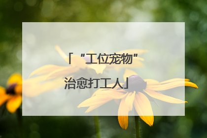 “工位宠物”治愈打工人