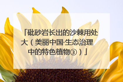 砒砂岩长出的沙棘用处大（美丽中国·生态治理中的特色植物③）