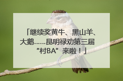 继续奖黄牛、黑山羊、大鹅……昆明禄劝第三届“村BA”来啦！