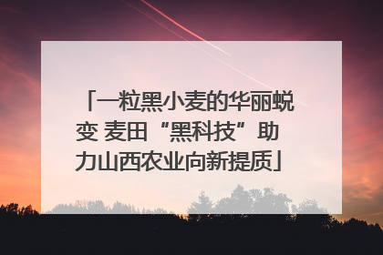 一粒黑小麦的华丽蜕变 麦田“黑科技”助力山西农业向新提质