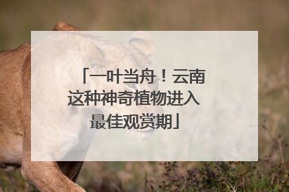 一叶当舟！云南这种神奇植物进入最佳观赏期