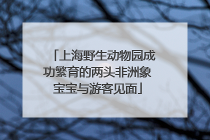 上海野生动物园成功繁育的两头非洲象宝宝与游客见面