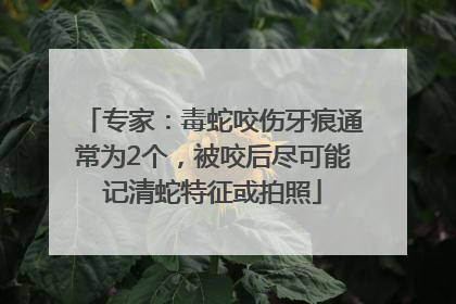 专家：毒蛇咬伤牙痕通常为2个，被咬后尽可能记清蛇特征或拍照