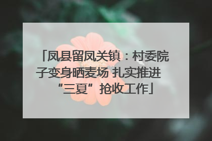 凤县留凤关镇：村委院子变身晒麦场 扎实推进“三夏”抢收工作