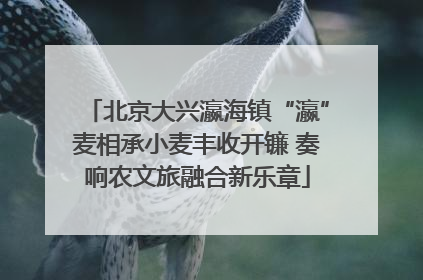 北京大兴瀛海镇“瀛”麦相承小麦丰收开镰 奏响农文旅融合新乐章