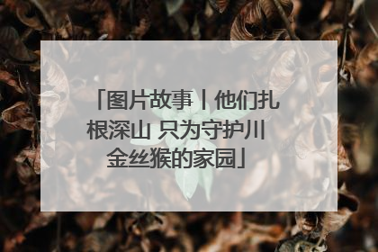 图片故事丨他们扎根深山 只为守护川金丝猴的家园