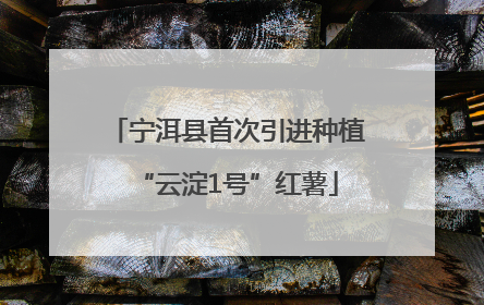 宁洱县首次引进种植“云淀1号”红薯