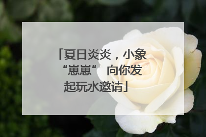 夏日炎炎，小象“崽崽” 向你发起玩水邀请