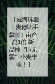 威海环翠：麦穗比手掌长！亩产高1倍 新品种“巨无霸”小麦丰收！