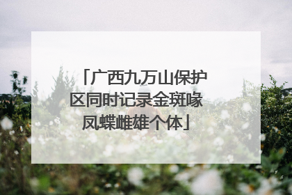 广西九万山保护区同时记录金斑喙凤蝶雌雄个体