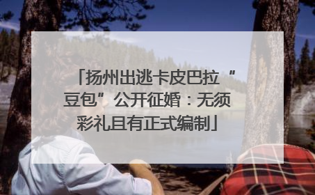 扬州出逃卡皮巴拉“豆包”公开征婚：无须彩礼且有正式编制