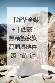 新华全媒+｜西藏：黑颈鹤家族高原湿地喜添“萌宝”