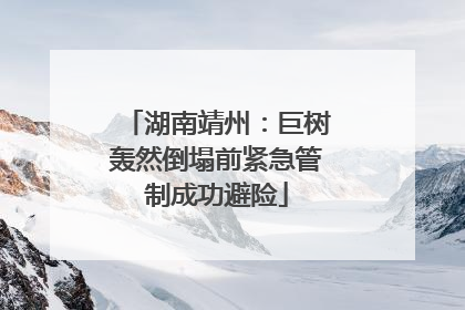 湖南靖州：巨树轰然倒塌前紧急管制成功避险