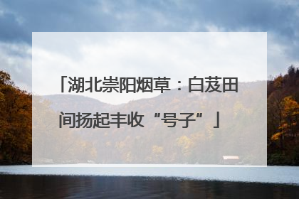 湖北崇阳烟草：白芨田间扬起丰收“号子”