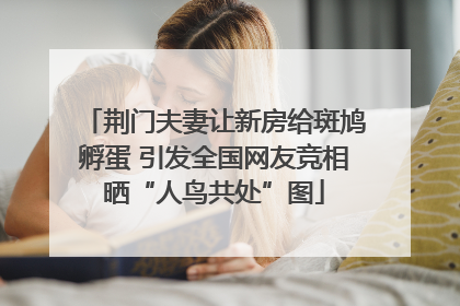 荆门夫妻让新房给斑鸠孵蛋 引发全国网友竞相晒“人鸟共处”图