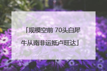 规模空前 70头白犀牛从南非运抵卢旺达