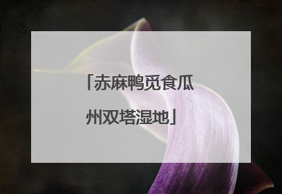 赤麻鸭觅食瓜州双塔湿地