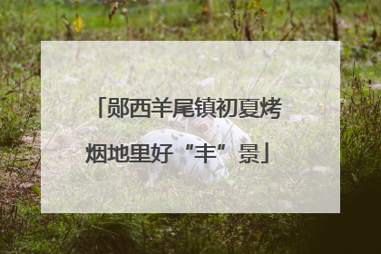 郧西羊尾镇初夏烤烟地里好“丰”景