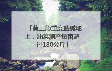 黄三角重度盐碱地上，油菜测产每亩超过180公斤