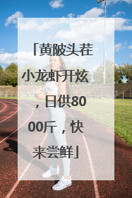 黄陂头茬小龙虾开炫，日供8000斤，快来尝鲜