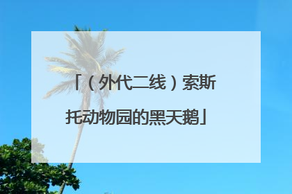 （外代二线）索斯托动物园的黑天鹅